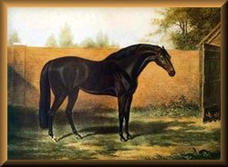 Godolphin Arabian The Horse 