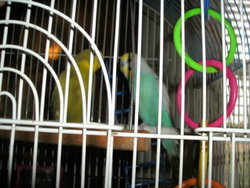 Precious Parakeet 