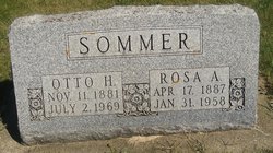 Rosa <I>Rader</I> Sommer 