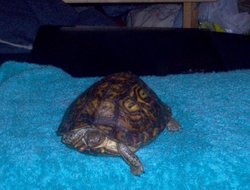 Bertha T Turtle 