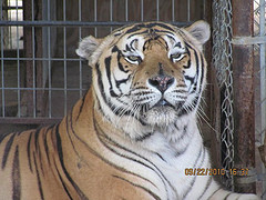 Grumpy tiger 
