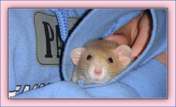 Pippa Rattie 