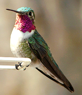 Beauty The Hummingbird 