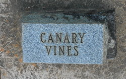 Canary Vines 