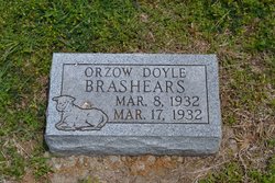 Orzow Doyle Brashears 