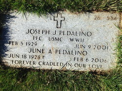 Joseph J Pedalino 