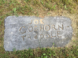 Joe Cochorn Tadpole 