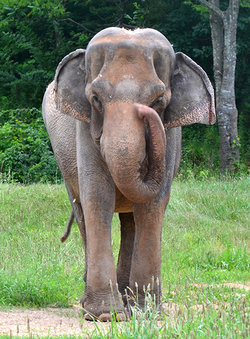 Liz the Elephant 