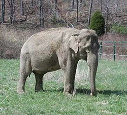 Frieda The Elephant 