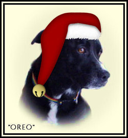 Oreo “Oreo my heart” Styers 