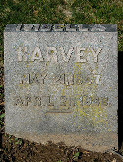 Isabella Harvey 