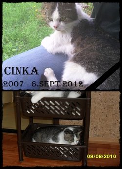 Cinka Cat 