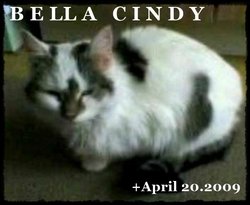 Bella Cindy Cat 