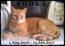 Bodka Cat 
