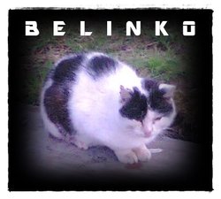 Belinko “Bebe” Cat 