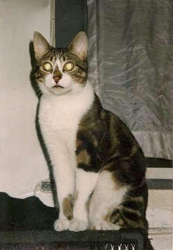 Tito Cat 