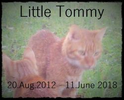 Little Tommy Cat 