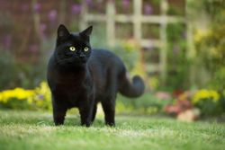 Sooty cat 