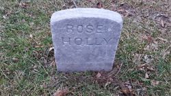 Rose Holly 