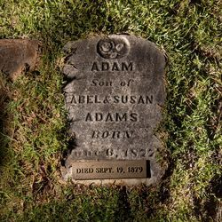 Adam Adams 
