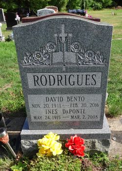 David B Rodrigues 