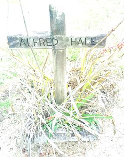 Alfred Hale 