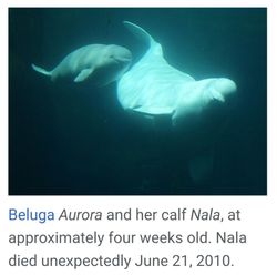 Nala The Beluga 