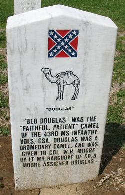  Old Douglas the Confederate Camel