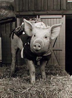  Arnold the Pig
