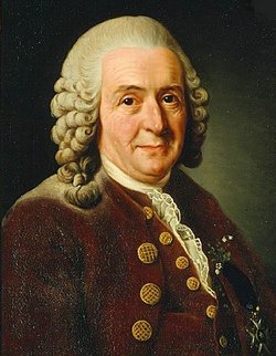  Carolus Linnaeus