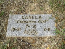  Canela “Cinnamon Girl” Cat