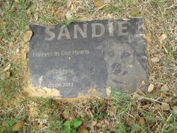  Sandie Dog