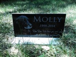  Molly Dog